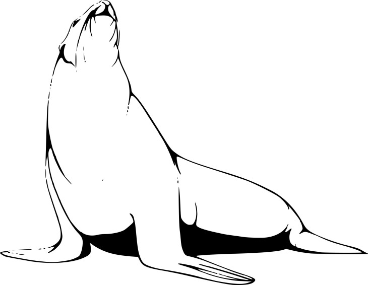 Seal coloring page