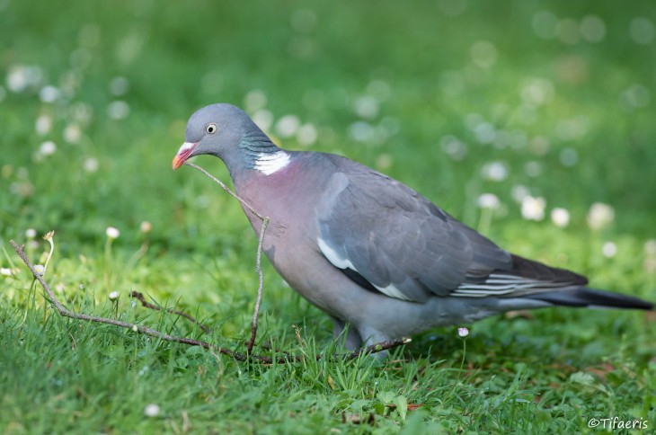 Pigeon