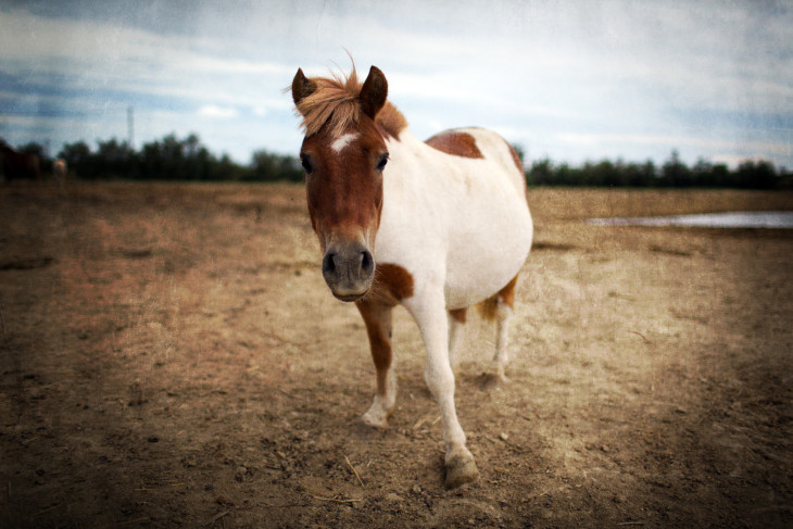 Disegno di Pony da colorare