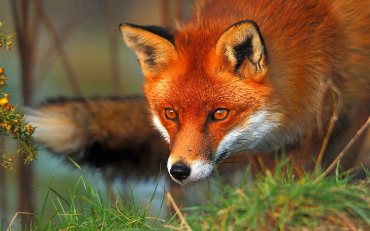 Renard