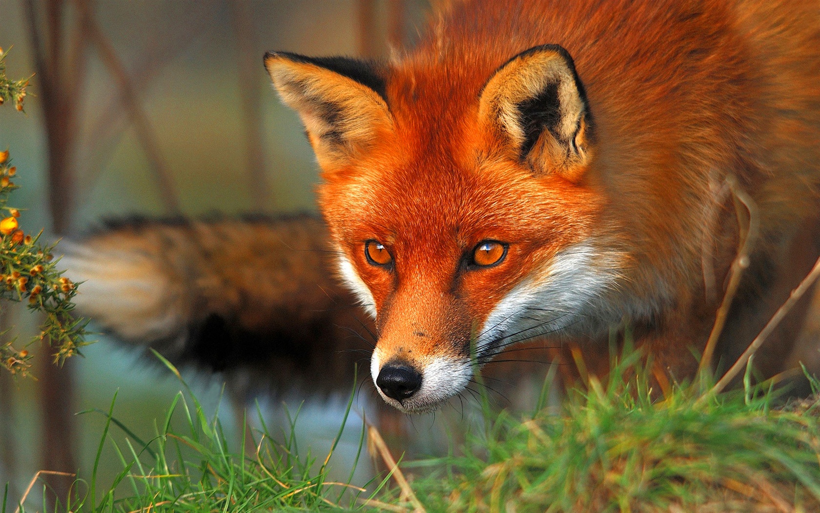 Coloriage renard à imprimer