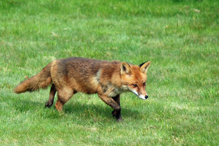 Renard fond