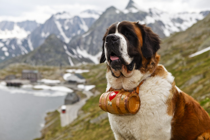 Saint Bernard Dog