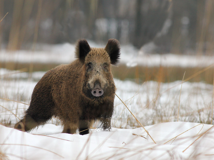 Sanglier en hiver