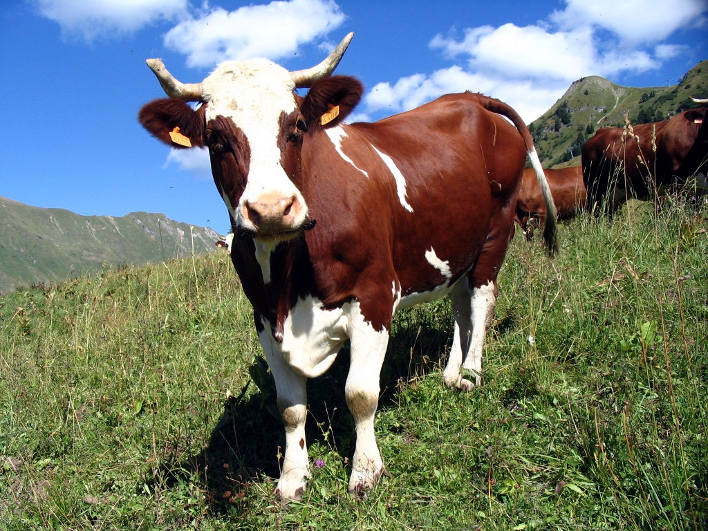 Coloriage vache et dessin à imprimer