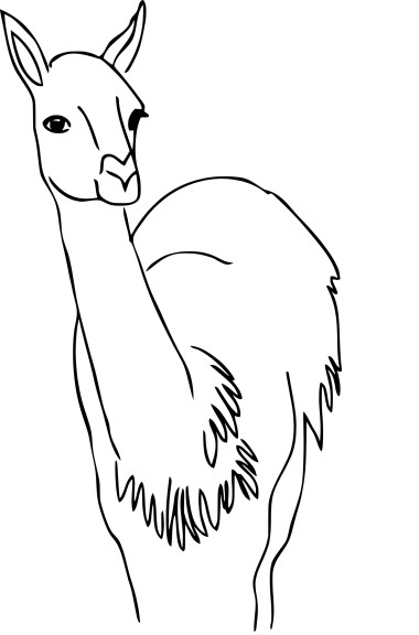 Guanaco coloring page