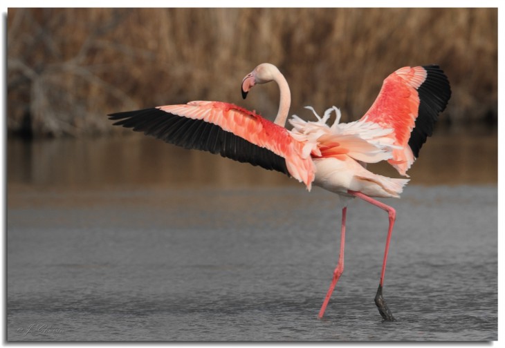 Flamant rose animal