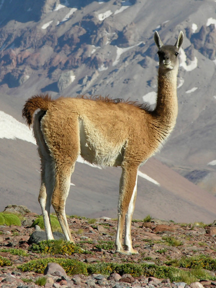 Disegno di Guanaco da colorare