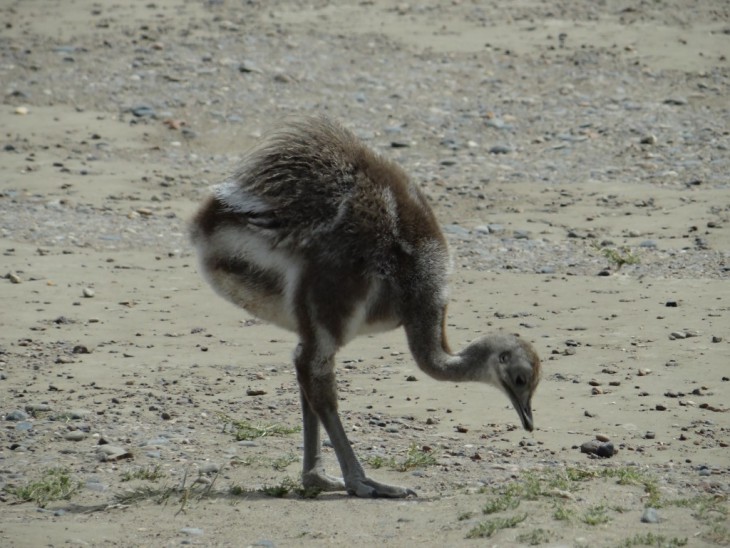 Ostrich Baby