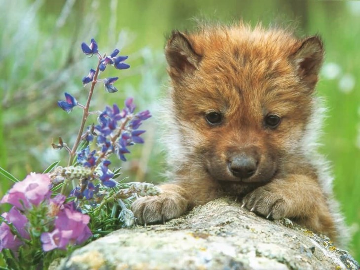 Baby Wolf