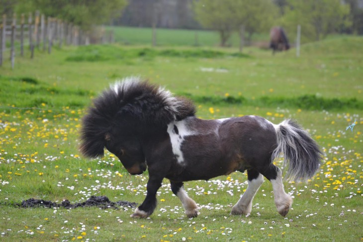 Baby Pony