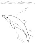 Dolphin Aquatic Animal coloring page