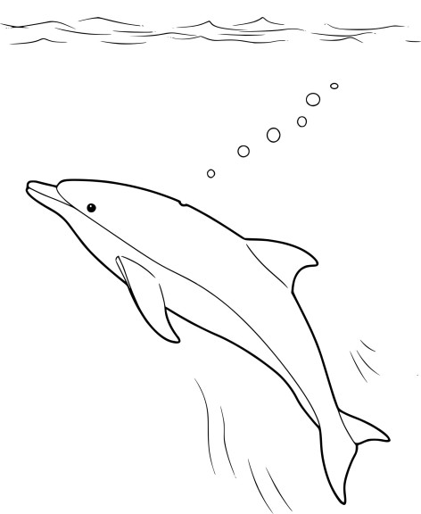 Coloriage dauphin aquatique