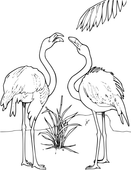 Two Pink Flamingos coloring page