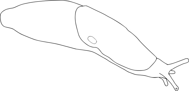 Slug coloring page