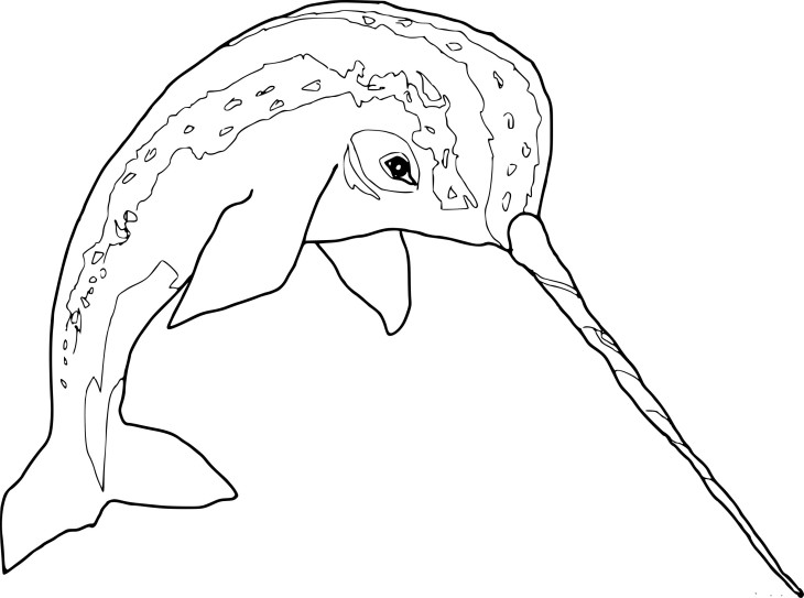 Narwhal coloring page