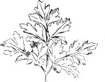Parsley coloring page
