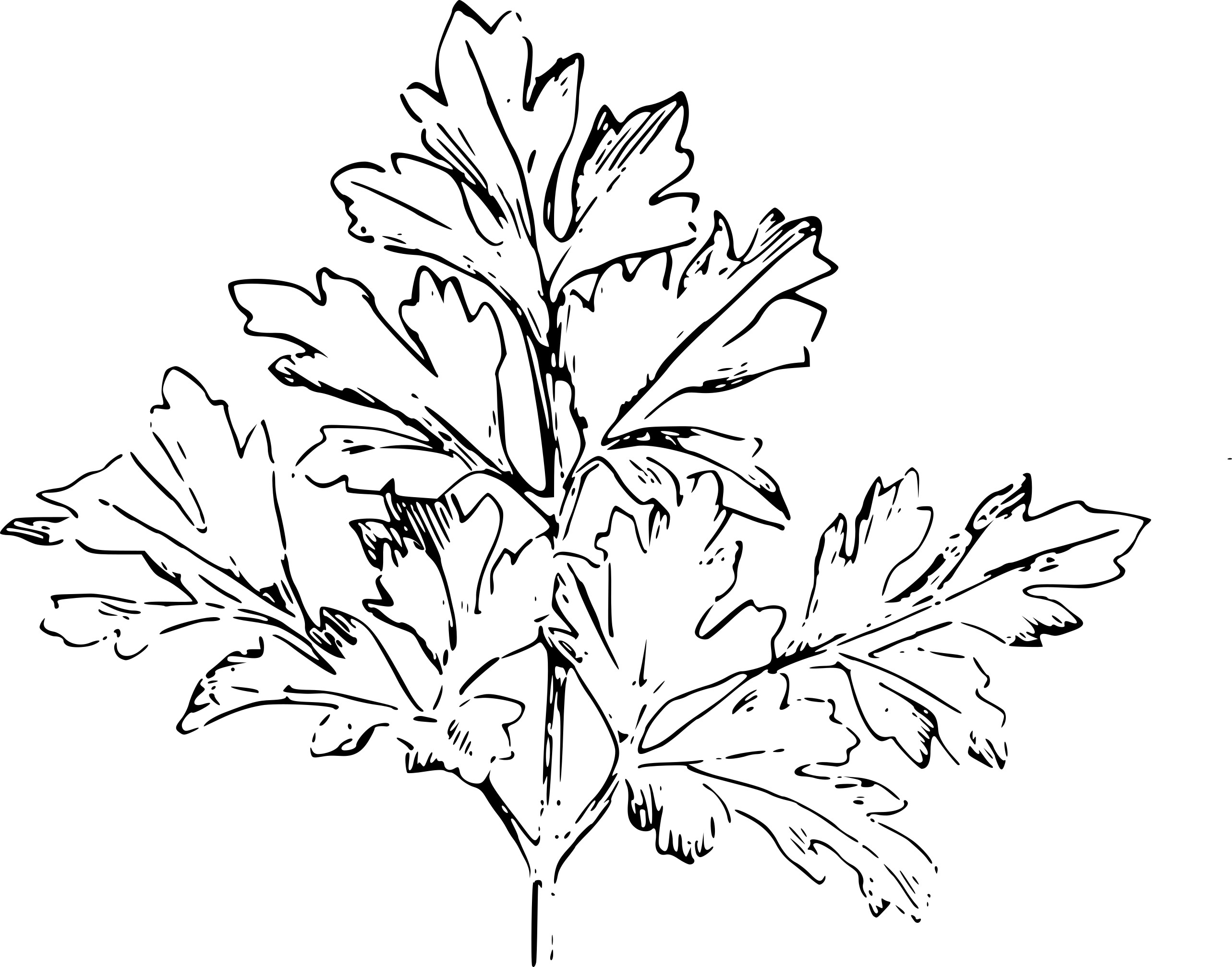 Parsley coloring page