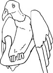 Urubu coloring page