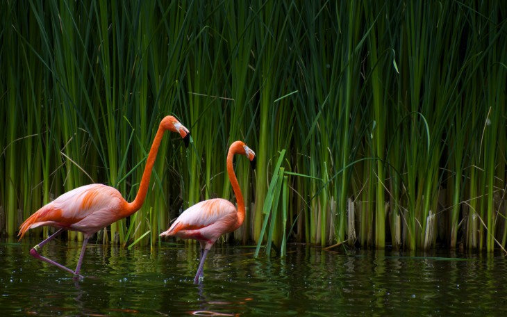 Two Pink Flamingos