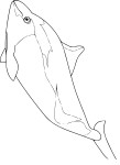 Porpoise drawing and coloring page