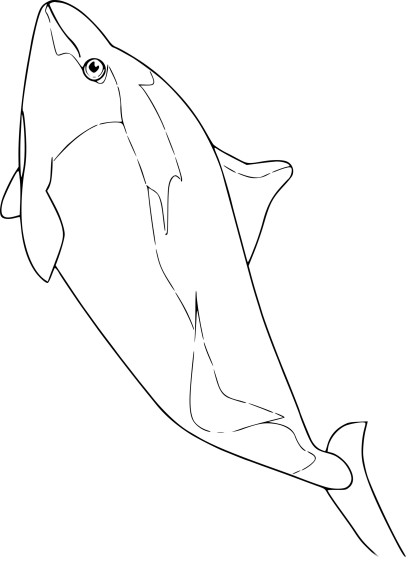 Porpoise drawing and coloring page