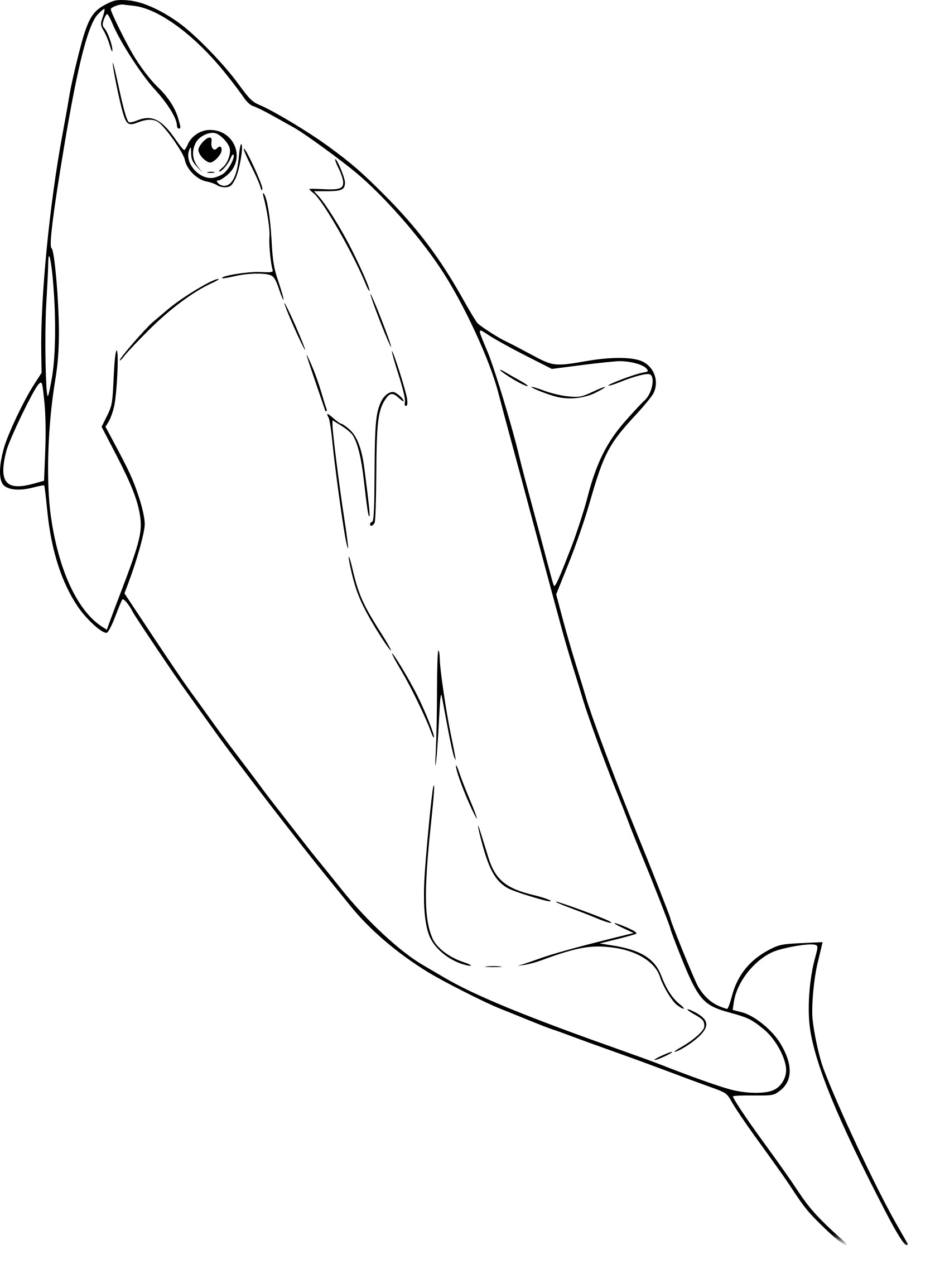 Porpoise drawing and coloring page