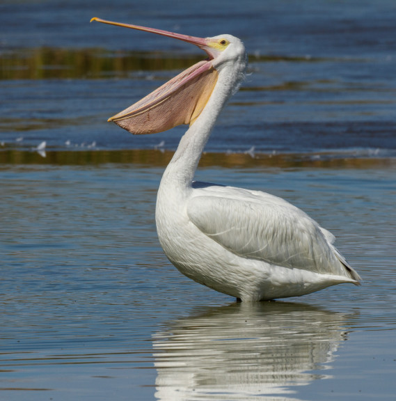 Disegno di Punto da collegare Pelican da colorare