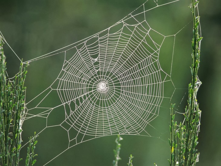 Spiders Web