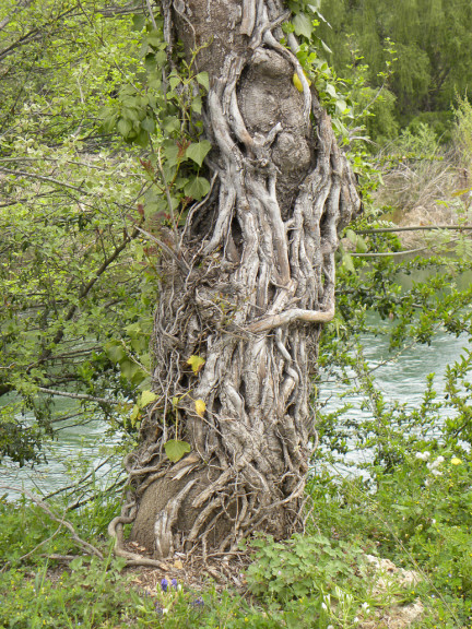 Disegno di Albero del tronco da colorare