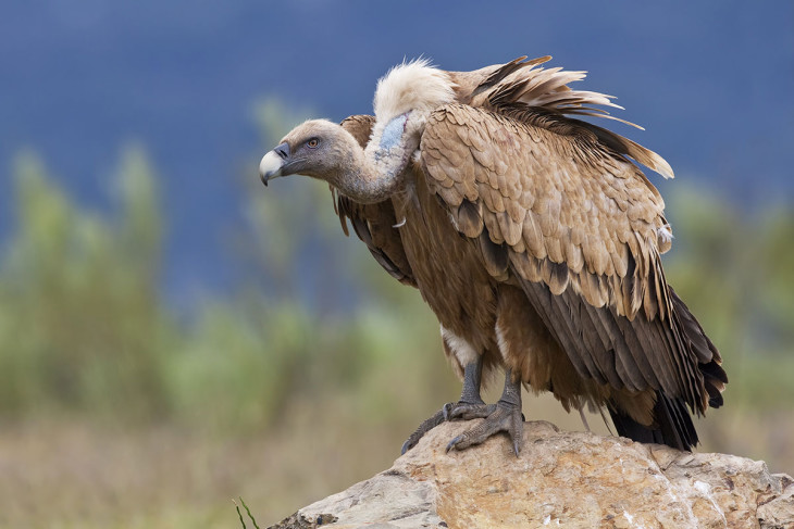 Vautour oiseau