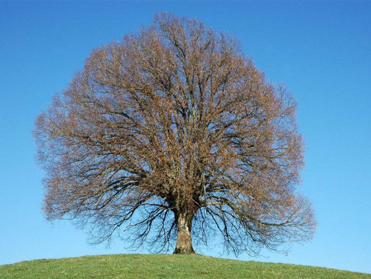 Arbre printemps