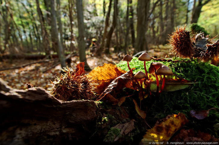 Fall Mushroom