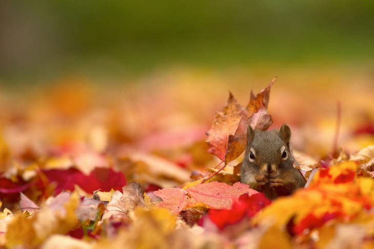 Disegno di Scoiattolo d'autunno da colorare