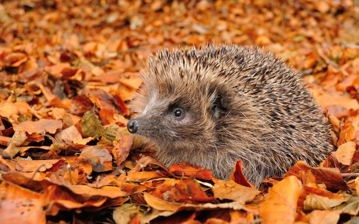 Autumn Herringbone