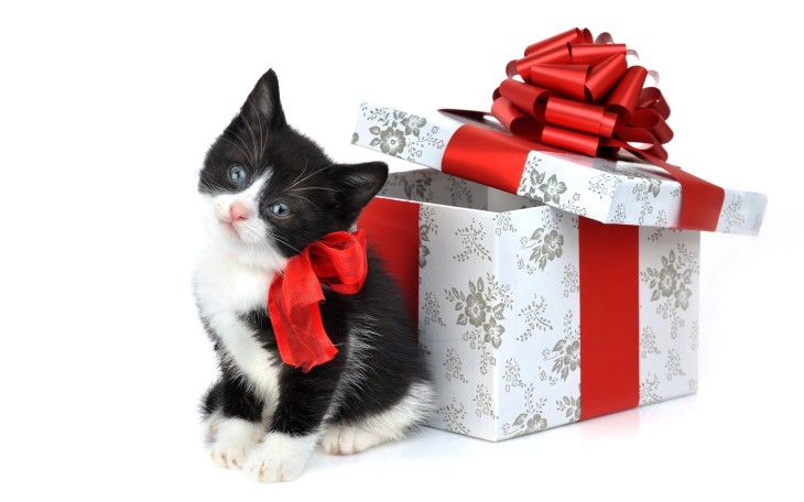Disegno di Gatto che dorme su un regalo di Natale da colorare
