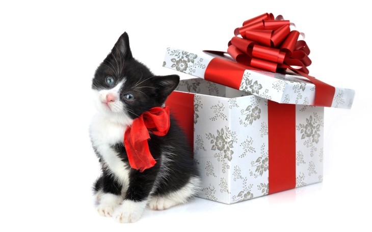 Chat cadeau de Noel