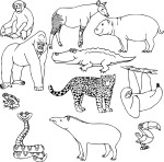 Disegno di Animali selvatici da colorare