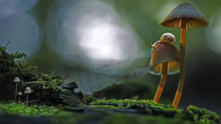 Snail On A Mushroom