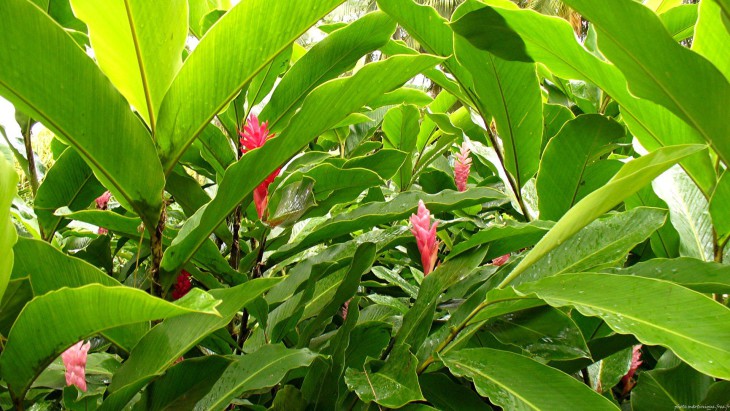 Adult Flower