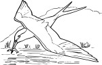 Free Swallow coloring page