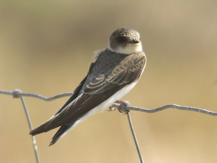 Hirondelle oiseau