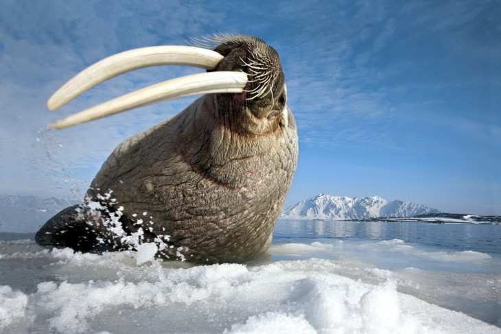 Walrus