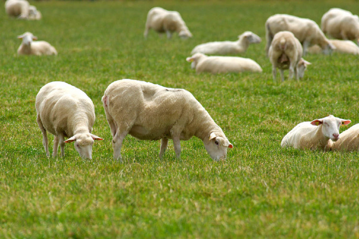 Mouton animal