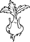Free Turnip coloring page