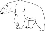Polar Bear drawing and coloring page
