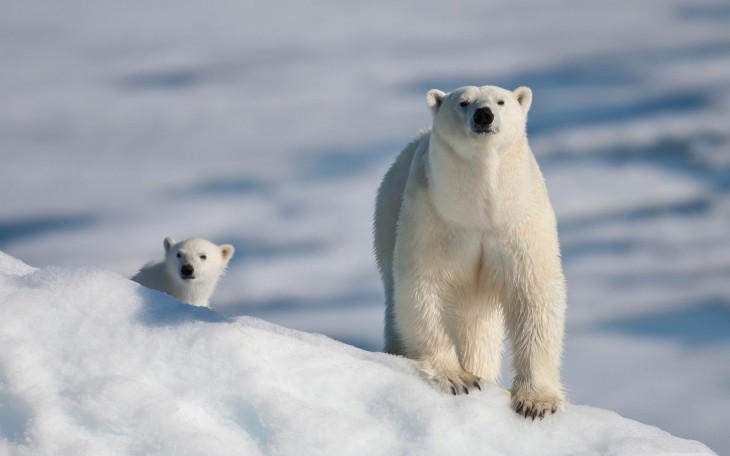 Ours polaire fond