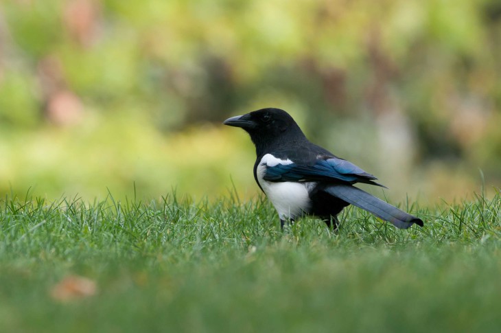 Magpie