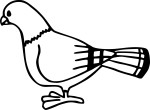 Free Pigeon coloring page