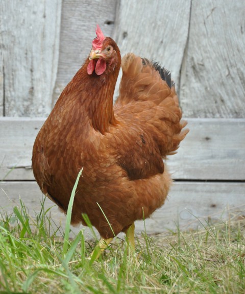 Disegno di Pollo da colorare